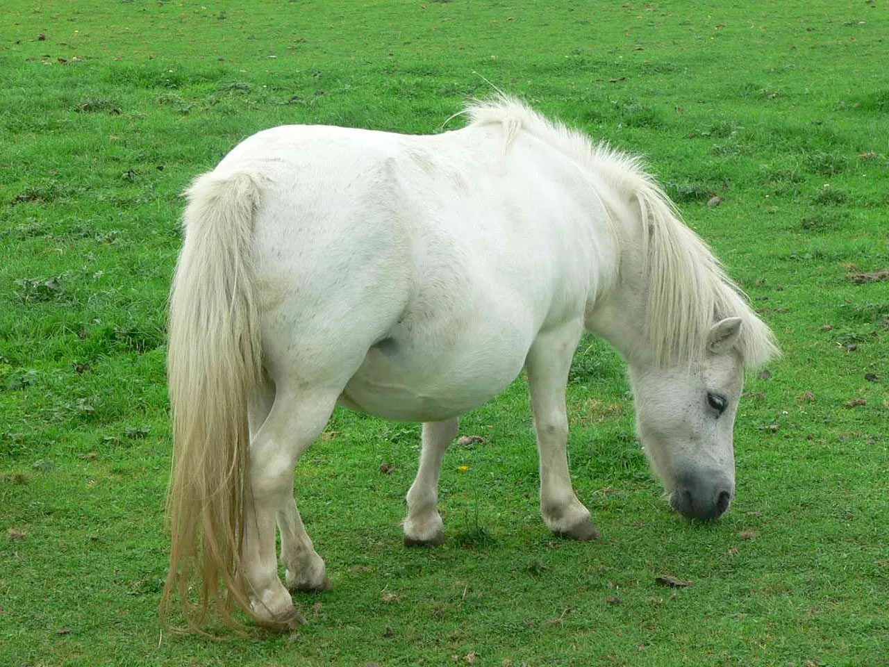 Galería de imágenes: Ponis de Shetland