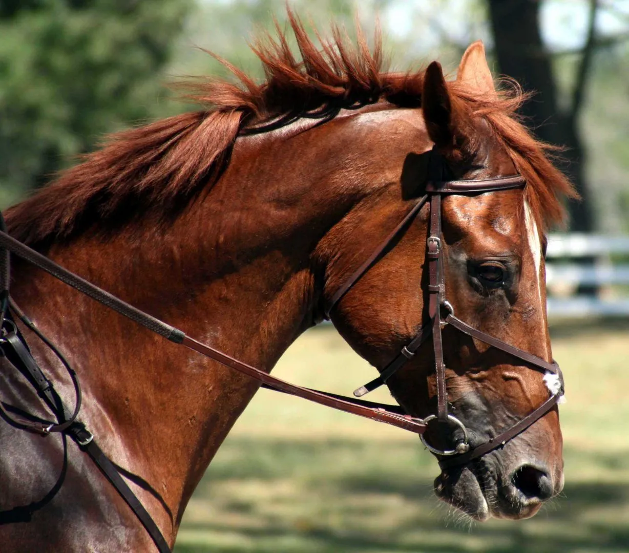 Galería de imágenes: Raza de caballo Cleveland Bay