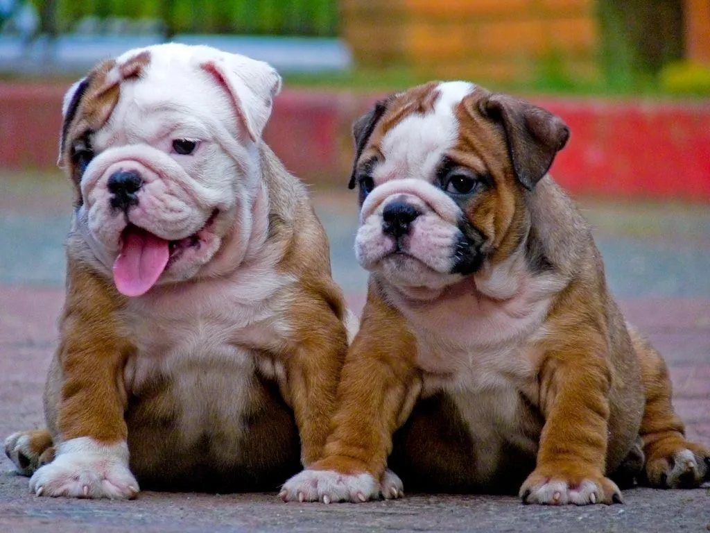 Galería de imágenes: Raza de perros bulldog inglés