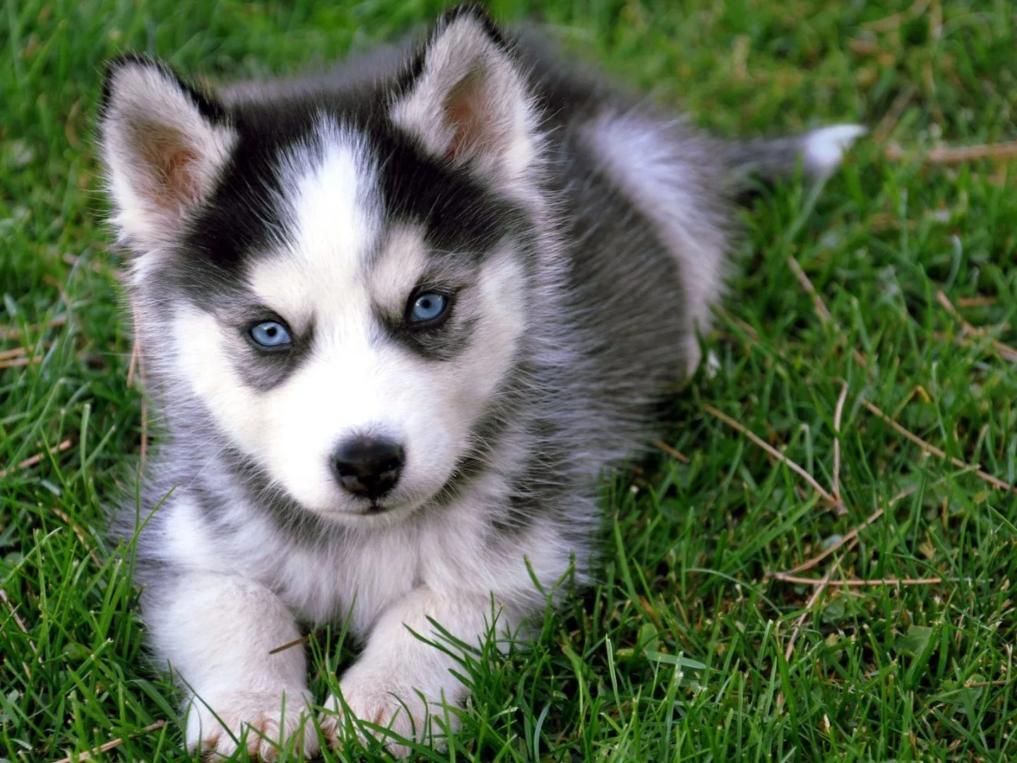 Galería de imágenes: Raza de perros husky siberiano