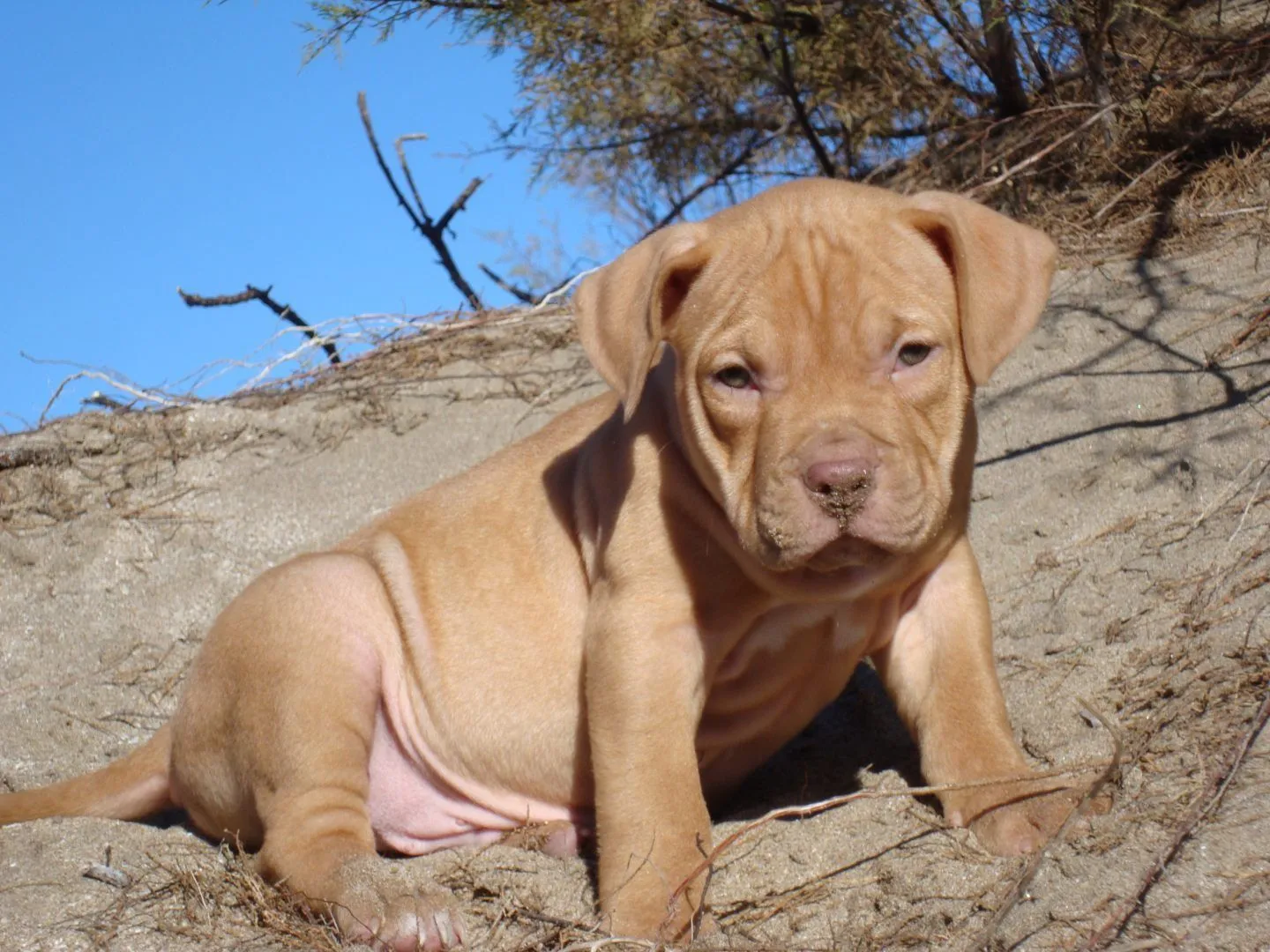 Galería de imágenes: Raza de perros pit bull terrier americano