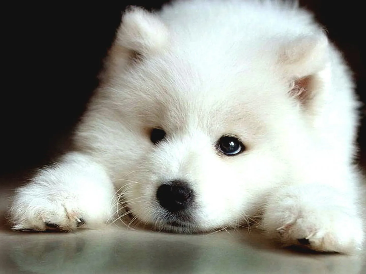 Galería de imágenes: Raza de perros samoyedo