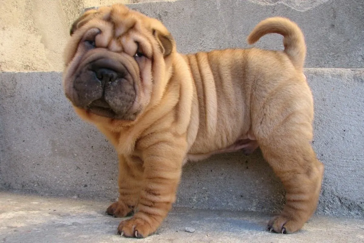 Galería de imágenes: Raza de perros shar pei