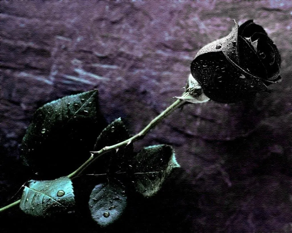 Galería de imágenes: Rosas negras