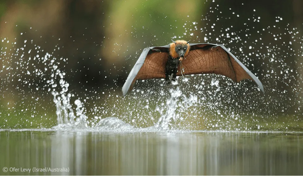 Galería: las mejores fotos de la naturaleza del año - Revista Capital