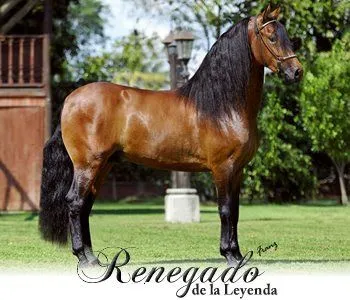 GALERIA DE PASO FINO ~ MEENCANTAELCABALLO