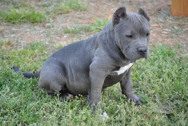 Pit Bull Terrier | DerechoAnimal.