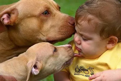 La galga lluenta: L@S PITBULLS TAMBIEN SON TIERNOS. TODO DEPENDE...