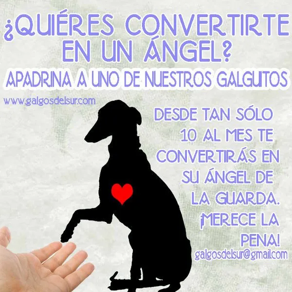 Galgos del Sur: CAMPAÑA DE APADRINAMIENTO: BUSCAMOS ÁNGELES