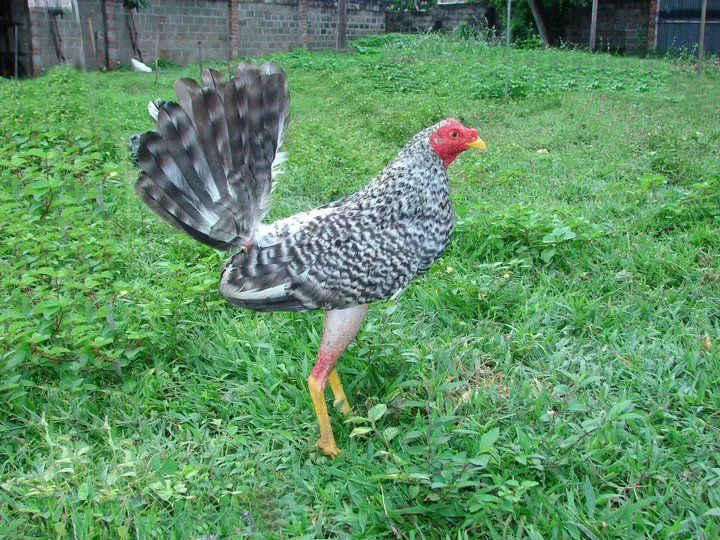 Galleros de Mariño Edo Sucre Irapa Ciudad Jardin..