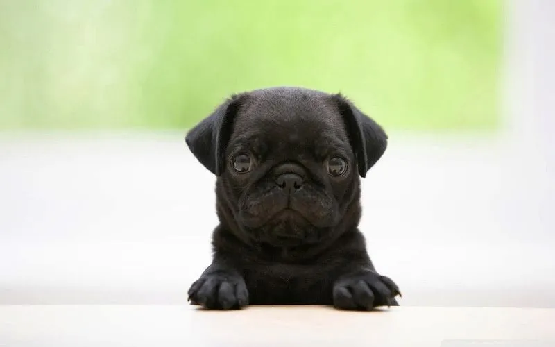 Gallery For > Puppy Pugs Wallpaper