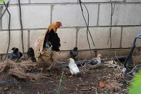 GALLINA CLUECA - Foro de InfoJardín