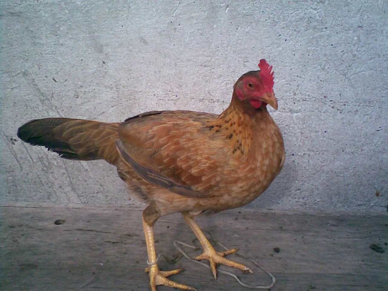 Gallina fina vendida a San Pablo Nariño