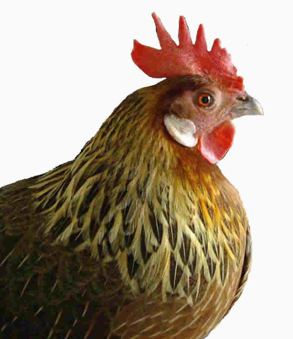 La gallina fue antes que el huevo - el mundo de los negocios