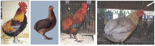 Gallina Mapuche Araucana, Mapuachawual: La Gallina Kollonca una ...