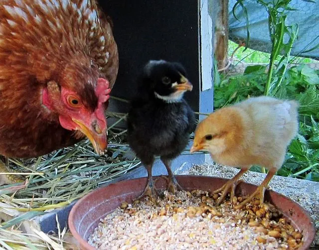 Gallina con dos pollitos comiendo en la granja | Imagenes Sin ...