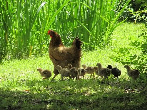 Gallina con pollitos - Imagui