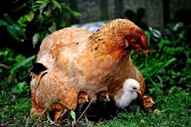 Gallina con sus pollitos - Imagui