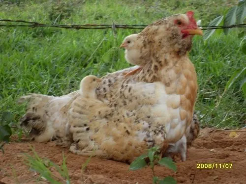 Gallina con sus pollitos - Imagui