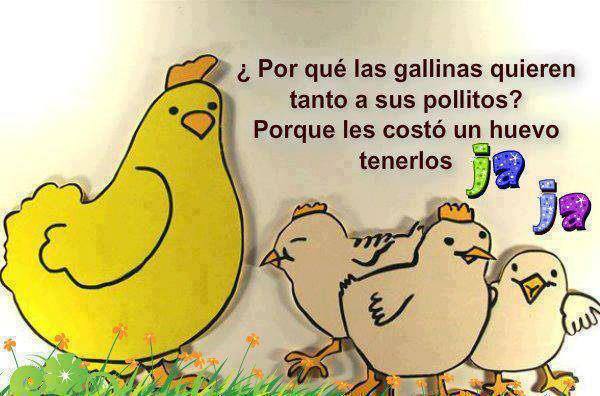 La gallina y sus pollitos | Mejores Mensajes