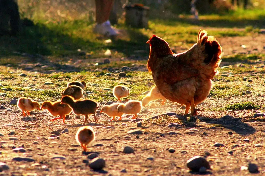 Gallina y pollitos en el sure | Flickr - Photo Sharing!