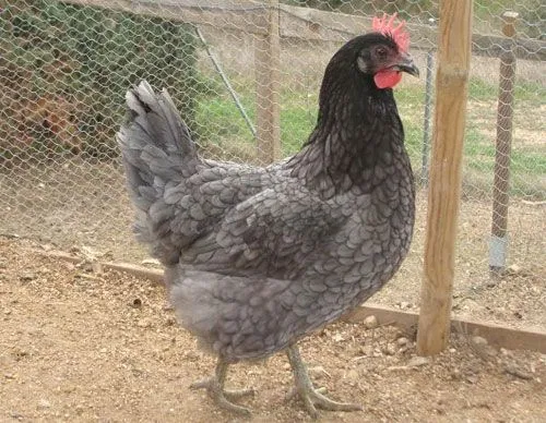 La gallina andaluza está en peligro de extinción