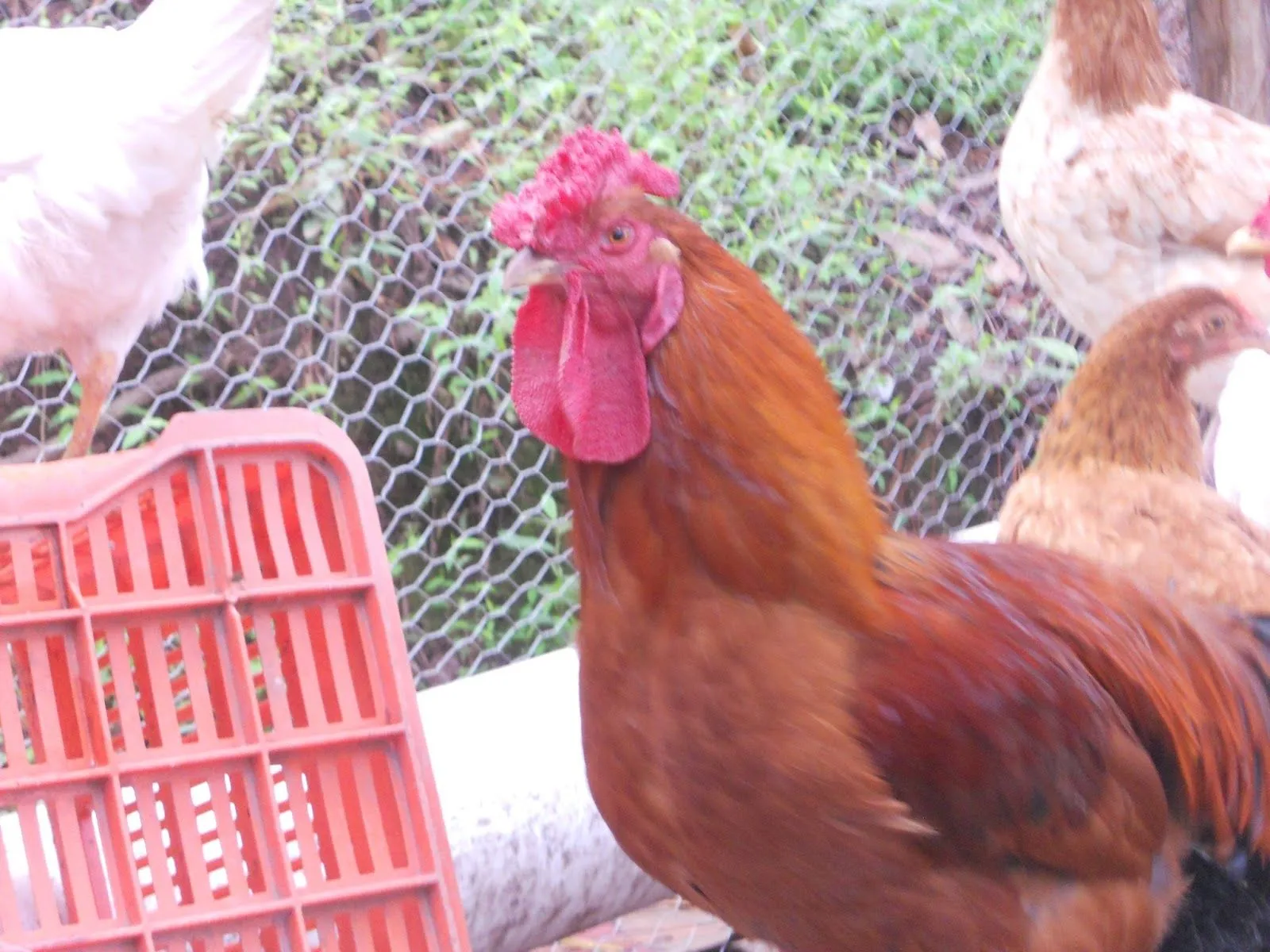 Todo sobre gallinas