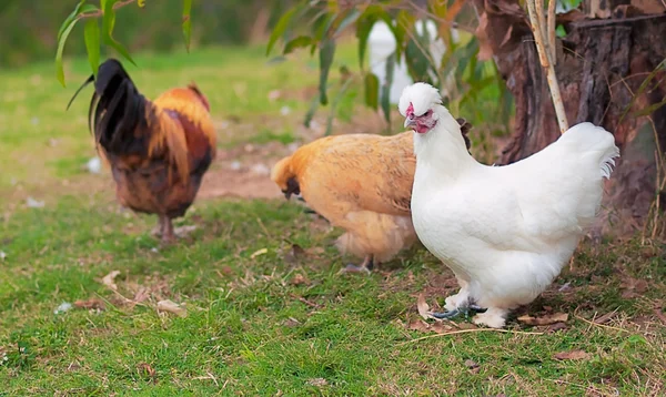 tres gallinas de corral — Foto stock © sherjaca #33834413