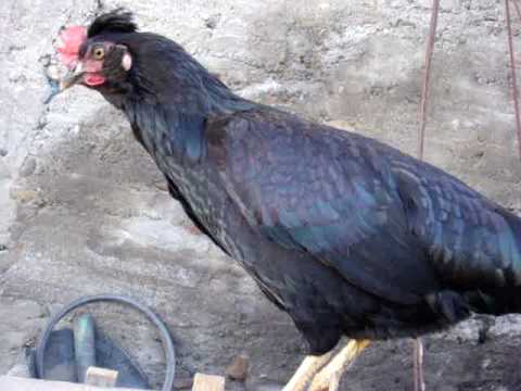 GALLINAS FINAS CRIADERO - YouTube