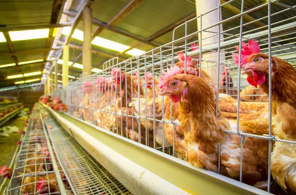 las gallinas de granja de aves de corral y huevos, aviario — Foto ...