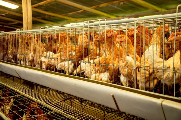 las gallinas de granja de aves de corral y huevos, aviario — Foto ...