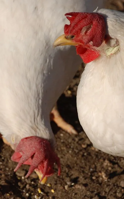 gallinas que no ponen - Página 2 - Foro de InfoJardín