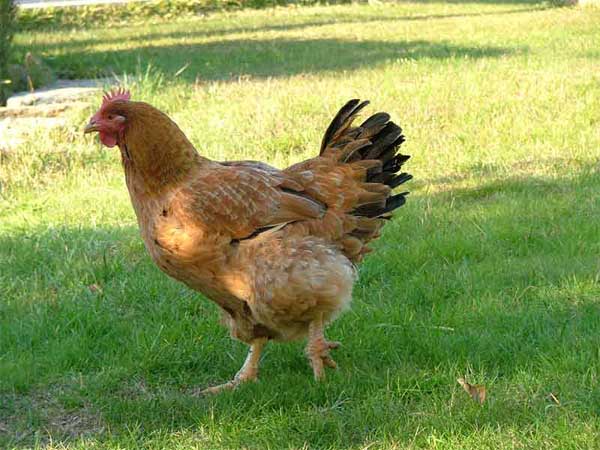 GALLINE DI CAMPAGNA E GENTE DI CITTA' di Rachele Fassari '86 ...