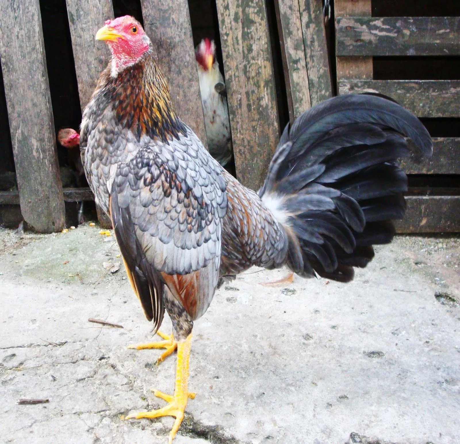 Gallino cenizo de combate del criadero los zorro