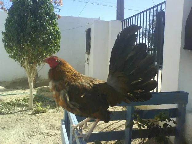 galllos: gallo gallina