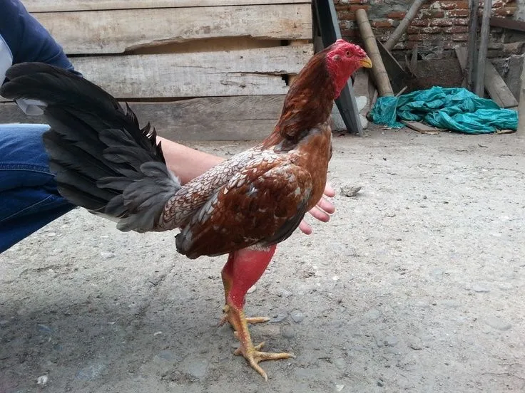 Gallo Asilado Gallino Cenizo | GALLOS DE PELEA | Pinterest