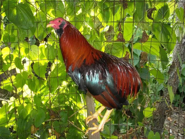 Gallo Bolo papujo de Pelea | Gallos de pelea | Pinterest