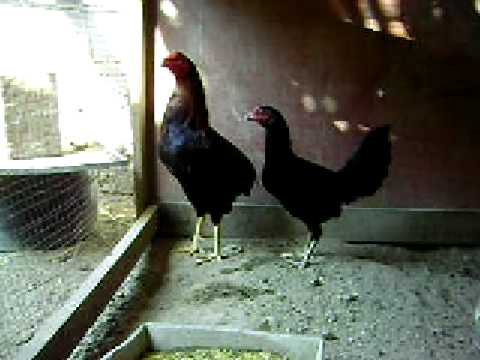 gallo bolo de 2 peleas con gallina española - YouTube