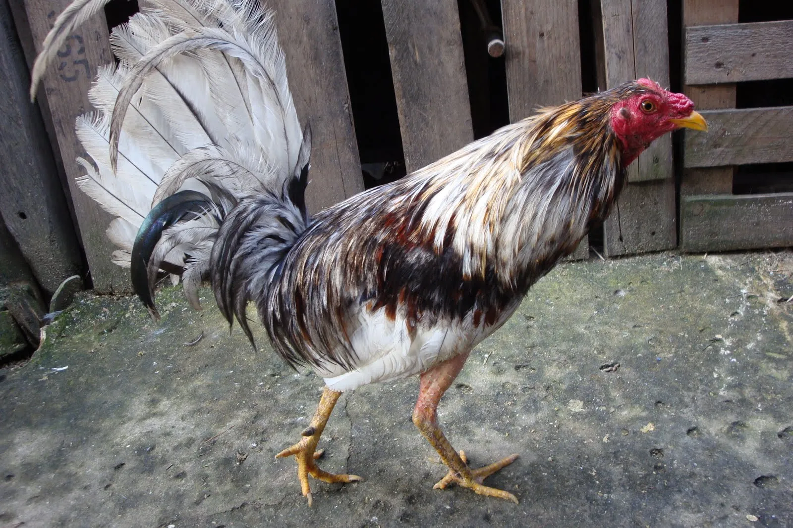 Gallo cenizo con grado mexicano bassy brass;