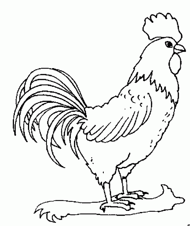 GALLO para colorear Colouring Pages