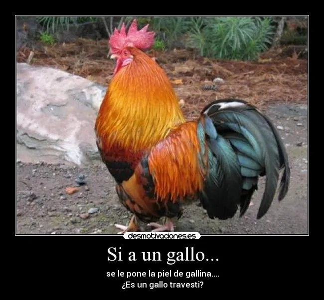 Si a un gallo... | Desmotivaciones