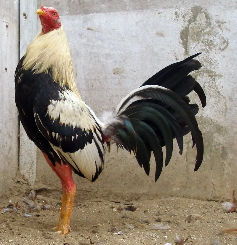 MI MEJOR GALLO: enero 2013