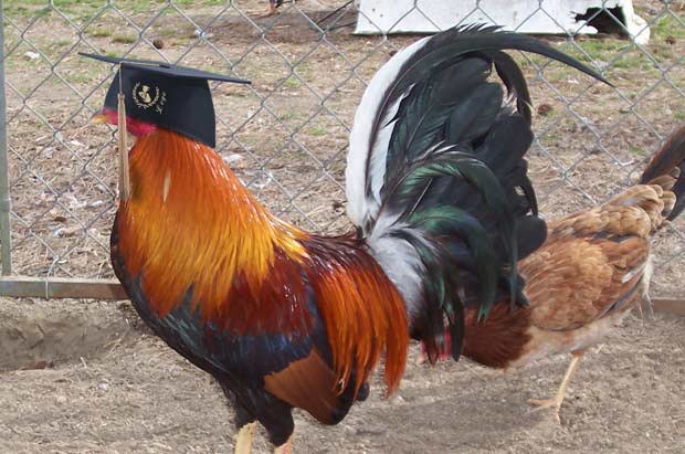 Un gallo de una granja escuela se saca Empresariales