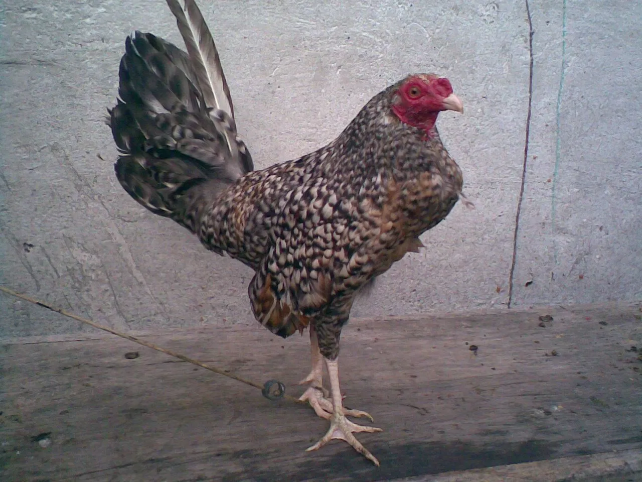 Gallo jabao padrillo original Colombiano