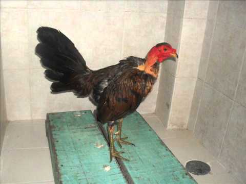 el gallo jjj - YouTube