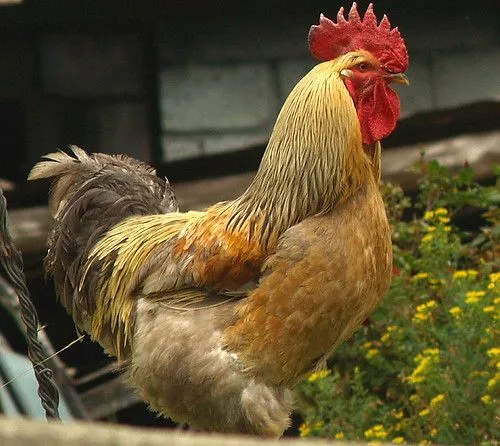 Un Gallo - a photo on Flickriver