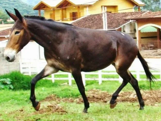 Galloping: Híbridos Equinos