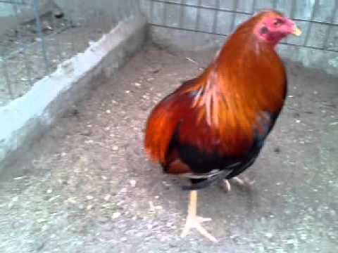 gallos bolos El escalofrio - YouTube