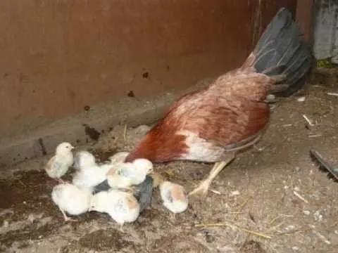 Tendrán gallos citas limitadas con gallinas en Nueva Jersey ...