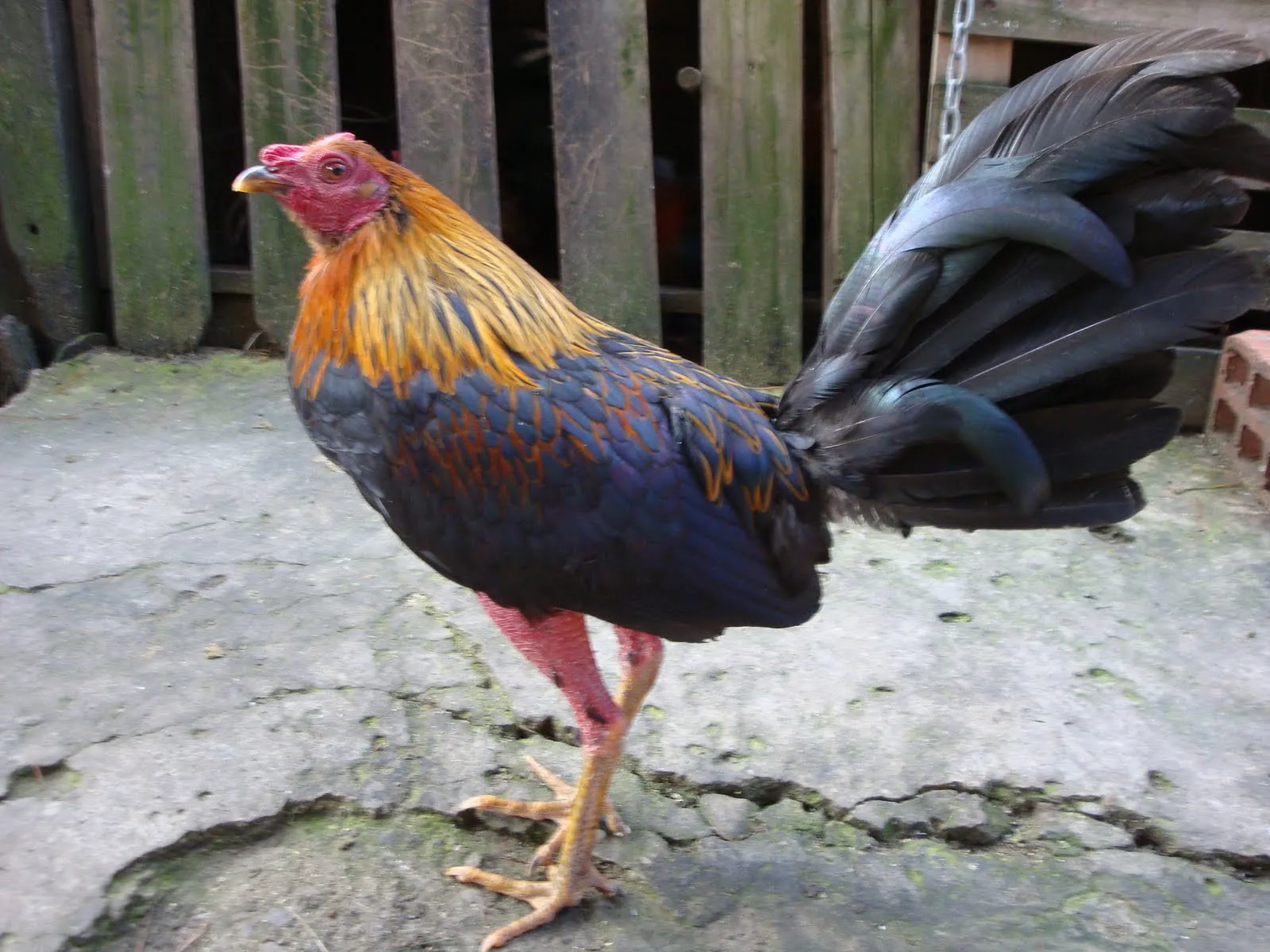 Gallos colombianos criadero de los zorro